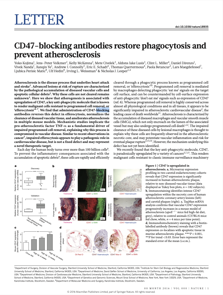 CD47-blocking antibodies restore phagocytosis and prevent atherosclerosis